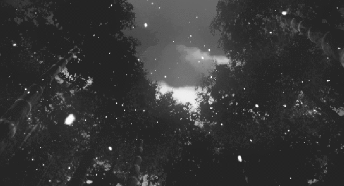 天空 下雪 树木 黑白