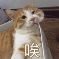 唉 猫