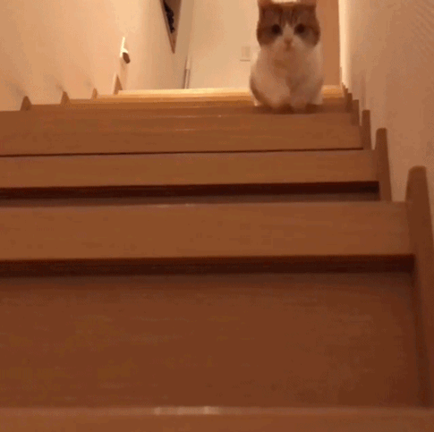 猫咪 小短腿 下楼梯 萌宠