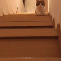 猫咪 小短腿 下楼梯 萌宠