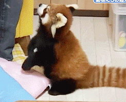 小熊猫 饿啦 食物 开心