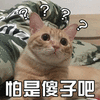 猫 萌宠 喵星人 怕是傻子吧 问号 蒙圈 soogif soogif出品