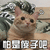 猫 萌宠 喵星人 怕是傻子吧 问号 蒙圈 soogif soogif出品