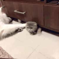 猫咪 狗狗 睡觉 可爱