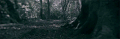 树 trees 森林 nature