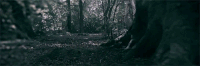 树 trees 森林 nature