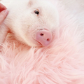 小猪猪   可爱   躺着   粉色