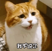 萌宠 猫咪 小网黄 动态图 可爱
