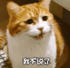 萌宠 猫咪 小网黄 动态图 可爱