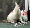 萌宠 猫星人 苍天啊 生气 呆萌 可爱