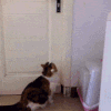 动物 萌宠 猫咪 搞笑 可爱