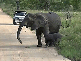 大象  大象宝宝   爱  快乐