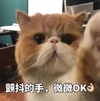 萌宠 猫咪 猫 我觉得ok ok 赞