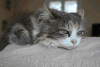 可爱 萌宠 猫 猫咪