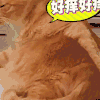 二哈 狗狗 汪星人 萌宠 可爱