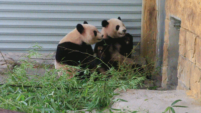 大熊猫 吃货 呆萌 可爱