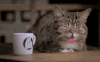 猫咪 吐舌头 大眼睛 扭头