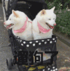 遛狗