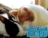 喜欢你 猫 兔子 撩