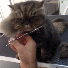 猫咪 剪刀 修剪 高冷