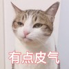 萌宠 喵星人 有点脾气 生气 呆萌 可爱