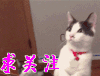 萌到心头的萌物 萌宠爱搞笑