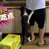 喵星人 站立 给我吃点 要吃的