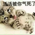 气死了 猫