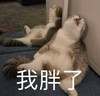 萌宠 喵星人 我胖了 该减肥了 憨憨 可爱