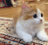 猫咪 可爱 萌萌哒 大眼睛