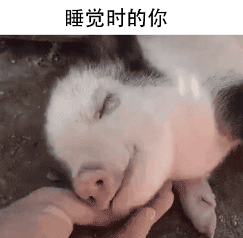 猪猪 抚摸 舒服 睡觉时的你
