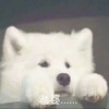 萌宠 汪星人 老婆 想你 呆萌 可爱