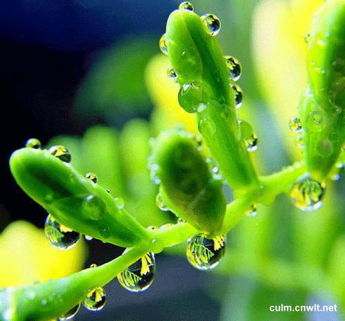 植物 绿色 水滴 自然