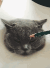 猫咪 可爱 搞笑 喵星人 萌宠