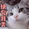 萌宠 猫咪 猫 快夸我美 撩人 soogif soogif出品