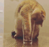 猫咪 喵星人 搞笑 可爱 淘气