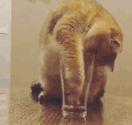 猫咪 喵星人 搞笑 可爱 淘气