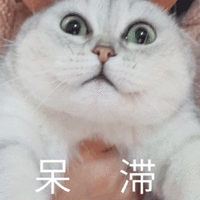 萌宠 猫 猫咪 喵星人 呆滞 蒙圈