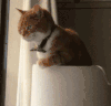 猫 喵星人 宠物 萌 可爱