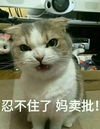 忍不住了妈卖批 猫咪 喵星人 斗图 搞笑 可爱