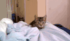 猫咪 镜头 眼神 可爱