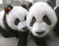 大熊猫 呀 有镜头 soogif soogif出品