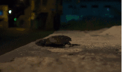 乌龟 地球脉动 惊险 掉落 纪录片