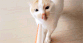 喵星人 折耳猫 可爱 优雅 眨眼 舔嘴巴