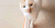 喵星人 折耳猫 可爱 优雅 眨眼 舔嘴巴