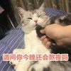 萌宠 喵星人 请问你今晚还会熬夜吗 困 搞怪 逗