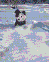 狗狗 雪地 玩耍 刨坑
