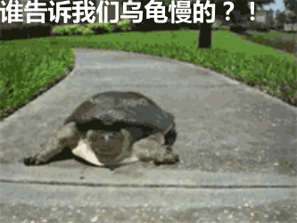 乌龟 草地 游走 谁告诉我们 乌龟慢