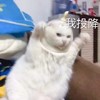 暴漫 熊猫头 我投降 认输 呆萌 可爱
