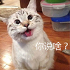 喵星人 猫主子 卖萌 你说啥